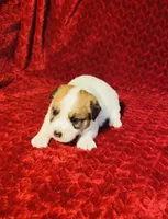 MALE ONE, a male Jack Russell Terrier for sale in Broken Bow, OK – Photo 5 of 8
