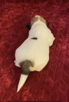 Nylas girl #1, a female Jack Russell Terrier for sale in Broken Bow, OK – Photo 2 of 9