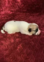 Nylas girl #1, a female Jack Russell Terrier for sale in Broken Bow, OK – Photo 9 of 9
