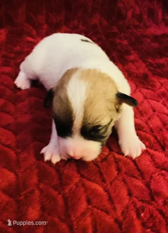 Nylas girl #1 – Jack Russell Terrier puppy for sale in Broken Bow, OK