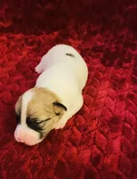 Nylas girl #1, a female Jack Russell Terrier for sale in Broken Bow, OK – Photo 3 of 9