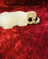 Nylas girl #1, a female Jack Russell Terrier for sale in Broken Bow, OK – Photo 8 of 9