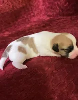 Nylas Boy #4, a male Jack Russell Terrier for sale in Broken Bow, OK – Photo 8 of 8