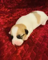 Nylas Boy #4, a male Jack Russell Terrier for sale in Broken Bow, OK – Photo 5 of 8