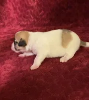 Nylas Boy #4, a male Jack Russell Terrier for sale in Broken Bow, OK – Photo 6 of 8