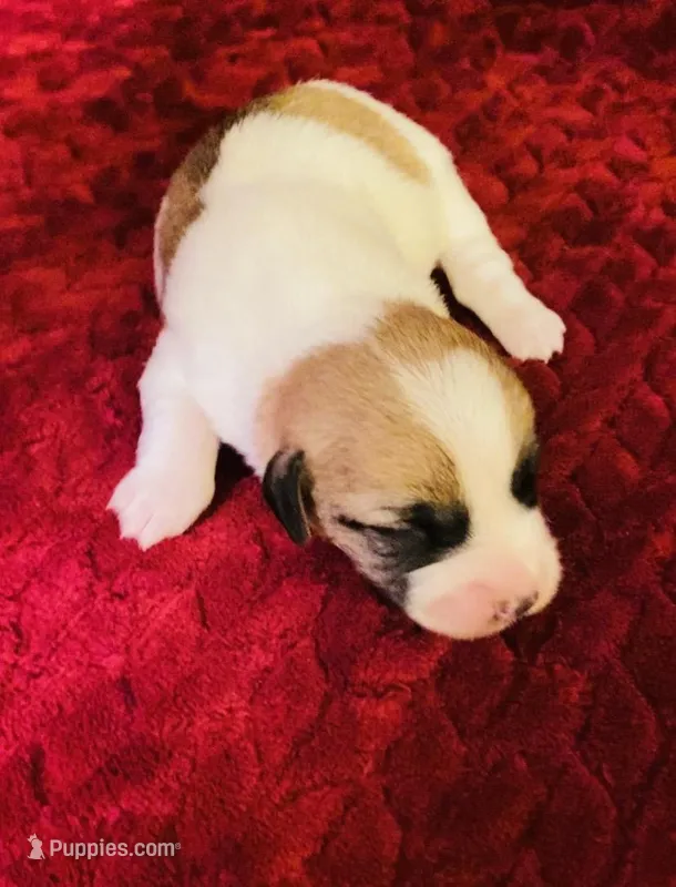 Nylas Boy #4 – Jack Russell Terrier puppy for sale in Broken Bow, OK