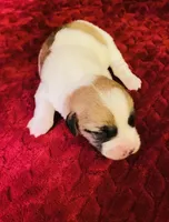 Nylas Boy #4, a male Jack Russell Terrier for sale in Broken Bow, OK – Photo 1 of 8