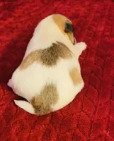 Nylas Boy #4, a male Jack Russell Terrier for sale in Broken Bow, OK – Photo 3 of 8