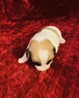 Nylas Boy #4, a male Jack Russell Terrier for sale in Broken Bow, OK – Photo 7 of 8