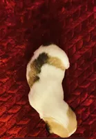 Nylas Boy #4, a male Jack Russell Terrier for sale in Broken Bow, OK – Photo 4 of 8