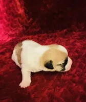 Nylas Boy #4, a male Jack Russell Terrier for sale in Broken Bow, OK – Photo 2 of 8