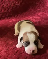 Nylas Boy #2, a male Jack Russell Terrier for sale in Broken Bow, OK – Photo 8 of 9