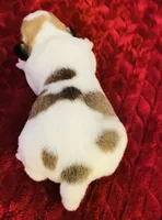 Nylas Boy #2, a male Jack Russell Terrier for sale in Broken Bow, OK – Photo 3 of 9