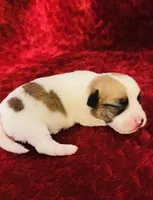 Nylas Boy #2, a male Jack Russell Terrier for sale in Broken Bow, OK – Photo 4 of 9