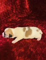 Nylas Boy #2, a male Jack Russell Terrier for sale in Broken Bow, OK – Photo 6 of 9