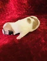 Nylas Boy #2, a male Jack Russell Terrier for sale in Broken Bow, OK – Photo 5 of 9