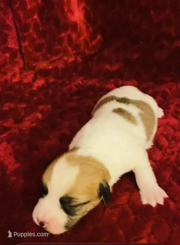 Nylas Boy #2 – Jack Russell Terrier puppy for sale in Broken Bow, OK