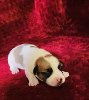 Nylas Boy #2, a male Jack Russell Terrier for sale in Broken Bow, OK – Photo 7 of 9