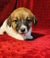 Dae’s girl one, a female Jack Russell Terrier for sale in Broken Bow, OK – Photo 8 of 9