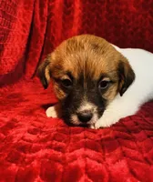 Dae’s girl one, a female Jack Russell Terrier for sale in Broken Bow, OK – Photo 3 of 9