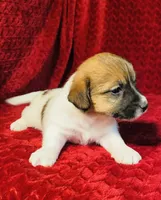 Dae’s girl one, a female Jack Russell Terrier for sale in Broken Bow, OK – Photo 7 of 9