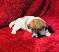 Dae’s girl one, a female Jack Russell Terrier for sale in Broken Bow, OK – Photo 9 of 9