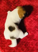 Dae’s girl one, a female Jack Russell Terrier for sale in Broken Bow, OK – Photo 6 of 9