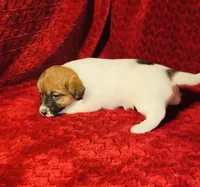 Dae’s girl one, a female Jack Russell Terrier for sale in Broken Bow, OK – Photo 1 of 9