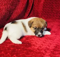 Dae’s girl one, a female Jack Russell Terrier for sale in Broken Bow, OK – Photo 4 of 9