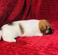 Dae’s girl one, a female Jack Russell Terrier for sale in Broken Bow, OK – Photo 2 of 9