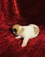 Nylas Boy #3, a male Jack Russell Terrier for sale in Broken Bow, OK – Photo 4 of 10