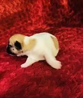 Nylas Boy #3, a male Jack Russell Terrier for sale in Broken Bow, OK – Photo 7 of 10