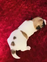 Nylas Boy #3, a male Jack Russell Terrier for sale in Broken Bow, OK – Photo 9 of 10