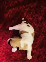 Nylas Boy #3, a male Jack Russell Terrier for sale in Broken Bow, OK – Photo 10 of 10