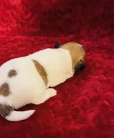 Nylas Boy #3, a male Jack Russell Terrier for sale in Broken Bow, OK – Photo 2 of 10