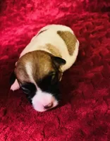 Nylas Boy #3, a male Jack Russell Terrier for sale in Broken Bow, OK – Photo 8 of 10