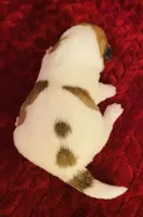 Nylas Boy #3, a male Jack Russell Terrier for sale in Broken Bow, OK – Photo 6 of 10