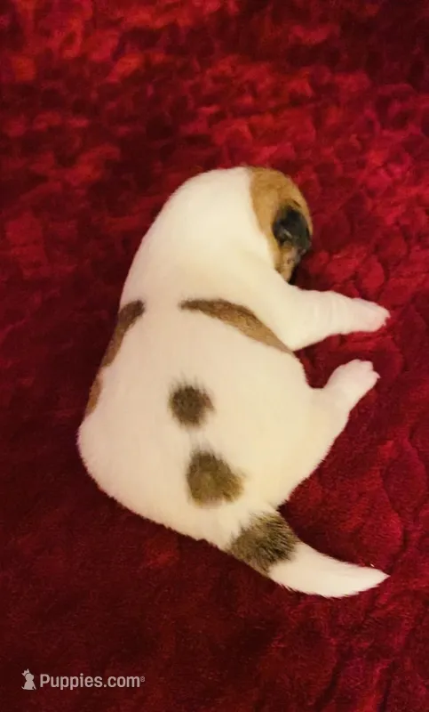 Nylas Boy #3 – Jack Russell Terrier puppy for sale in Broken Bow, OK