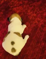 Nylas Boy #3, a male Jack Russell Terrier for sale in Broken Bow, OK – Photo 3 of 10