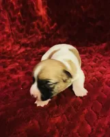 Nylas Boy #3, a male Jack Russell Terrier for sale in Broken Bow, OK – Photo 5 of 10