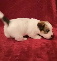 TAWNEE’s Girl four, a female Jack Russell Terrier for sale in Broken Bow, OK – Photo 7 of 10