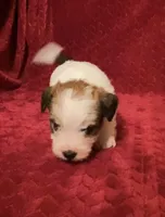 TAWNEE’s Girl four, a female Jack Russell Terrier for sale in Broken Bow, OK – Photo 4 of 10