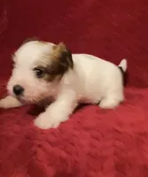 TAWNEE’s Girl four, a female Jack Russell Terrier for sale in Broken Bow, OK – Photo 8 of 10