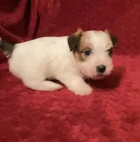 TAWNEE’s Girl four, a female Jack Russell Terrier for sale in Broken Bow, OK – Photo 1 of 10