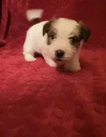 TAWNEE’s Girl four, a female Jack Russell Terrier for sale in Broken Bow, OK – Photo 9 of 10