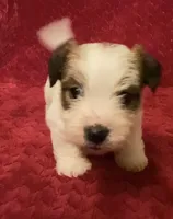 TAWNEE’s Girl four, a female Jack Russell Terrier for sale in Broken Bow, OK – Photo 3 of 10