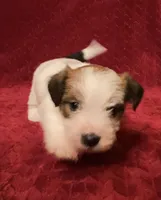 TAWNEE’s Girl four, a female Jack Russell Terrier for sale in Broken Bow, OK – Photo 6 of 10