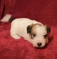 TAWNEE’s Girl four, a female Jack Russell Terrier for sale in Broken Bow, OK – Photo 2 of 10