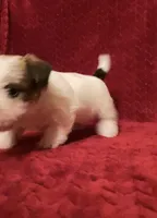 TAWNEE’s Girl four, a female Jack Russell Terrier for sale in Broken Bow, OK – Photo 5 of 10