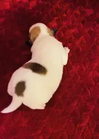 Nylas girl #2, a female Jack Russell Terrier for sale in Broken Bow, OK – Photo 7 of 7